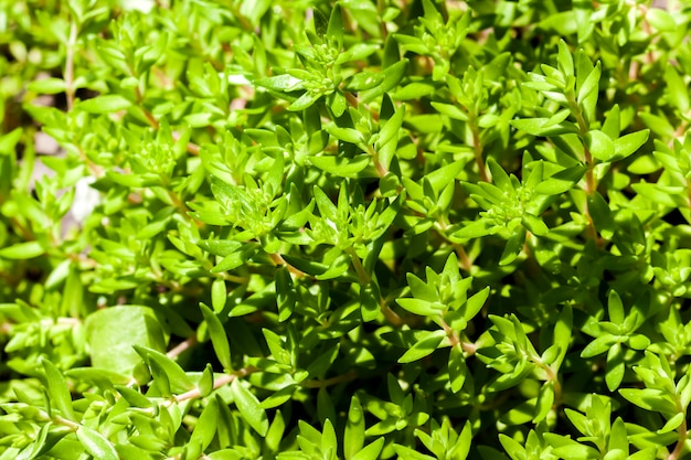 Sedum sarmentosum im Frühjahr vor der Blüte