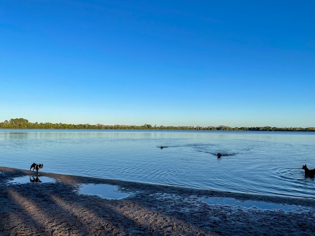 See-Baldwin-Hundepark in Orlando Florida