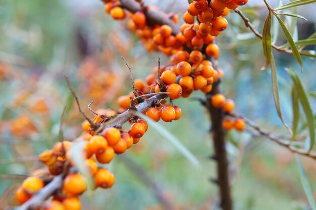 See-Buckthorn flache Tiefe des Feldes verschwommen Dieses Öl wird in der Medizin und Kosmetik verwendet