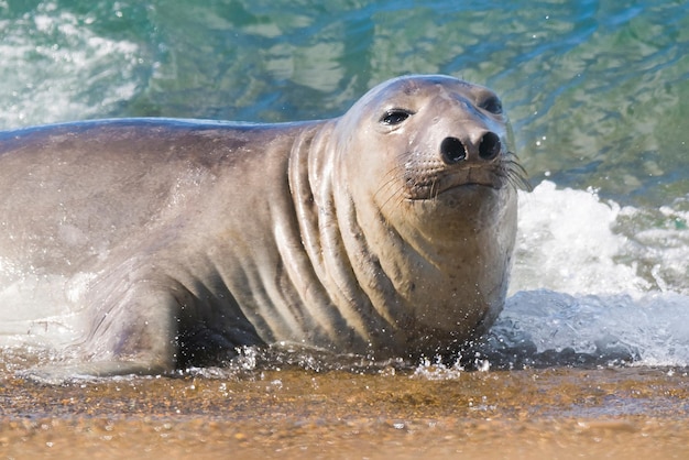 See-Elefant, Halbinsel Valdes, Provinz Chubut, Patagonien, Argentinien.