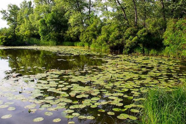 See im grünen Wald