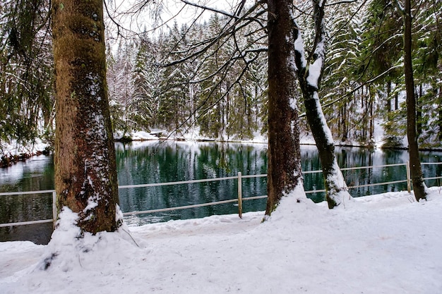 See im Winterwald Kiefernwald ist im Hintergrund Deutschland