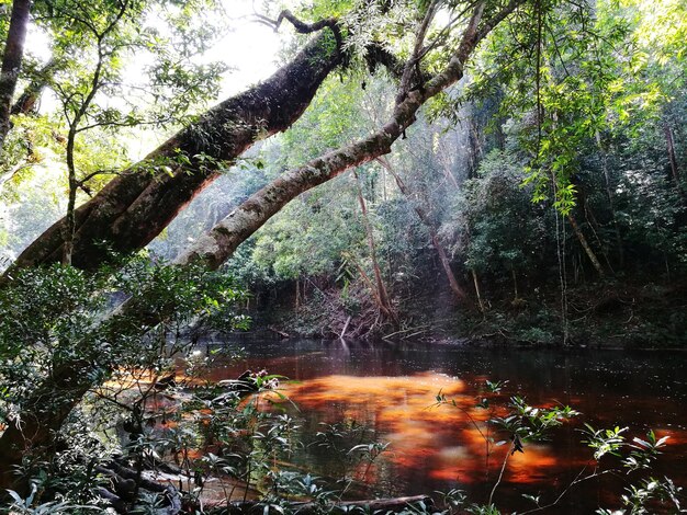 Foto see inmitten von bäumen im taman negara nationalpark