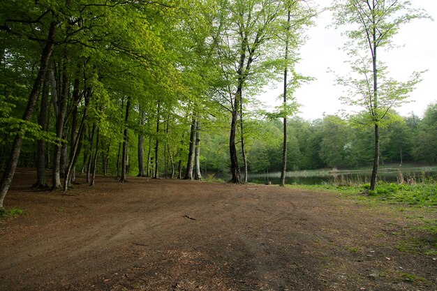 See mit Bäumen im Wald