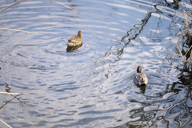 See mit Enten