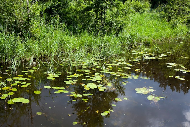 See mit wachsenden Seerosen