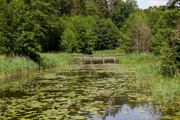 See mit wachsenden Seerosen