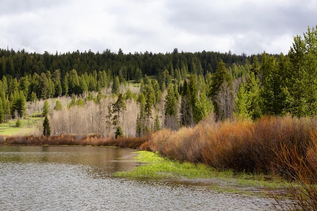 See, umgeben von Bäumen in der Frühlingssaison der amerikanischen Landschaft