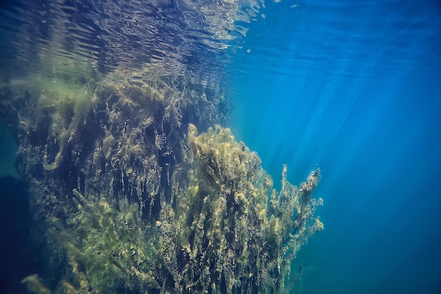 see unterwasserlandschaft abstrakt / blau transparentes wasser, öko-naturschutz unter wasser