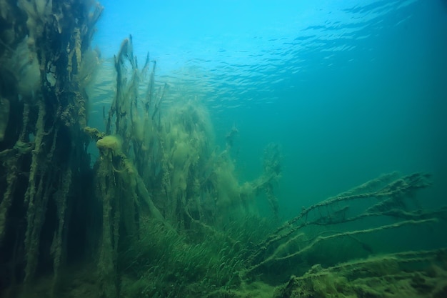 See Unterwasserlandschaft abstrakt / blaues transparentes Wasser, Öko-Naturschutz unter Wasser