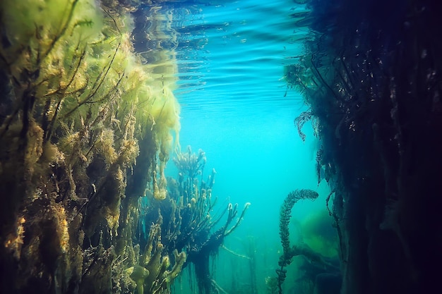 See Unterwasserlandschaft abstrakt / blaues transparentes Wasser, Öko-Naturschutz unter Wasser