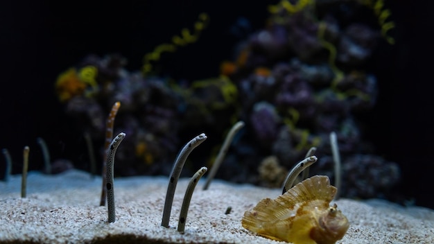 Seeaale verstecken sich im Sand am Boden und spähen aus der erstaunlichen Unterwasserwelt
