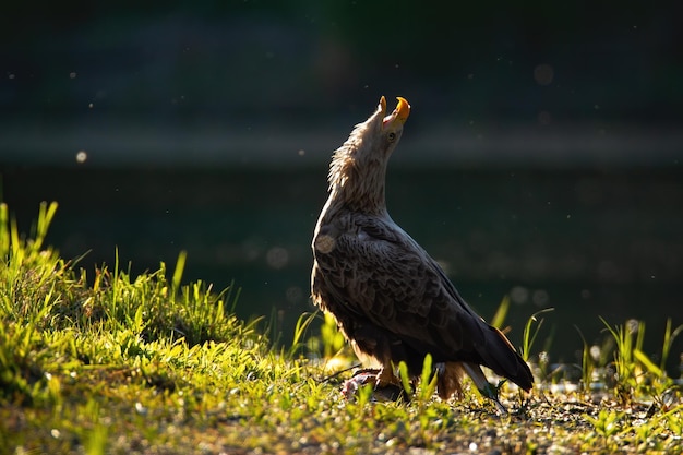 Foto seeadler, der sich während eines revierrufs nach hinten beugt