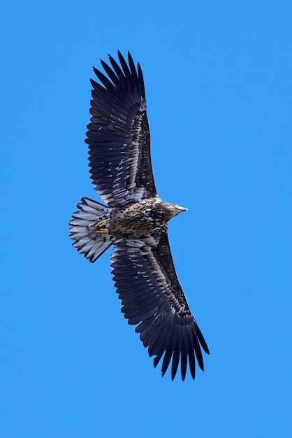 Foto seeadler (haliaeetus albicilla)