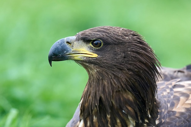 Seeadler haliaeetus albicilla