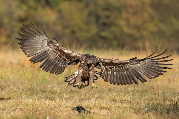 Seeadler landet auf dem Boden aus der Vorderansicht