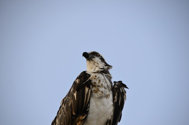 Seeadler sieht aus