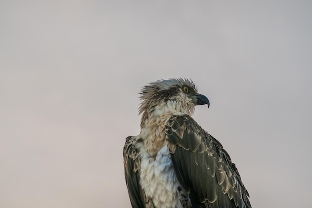 Seeadler sitzt bei starkem Wind auf einem Pfahl mit Grau