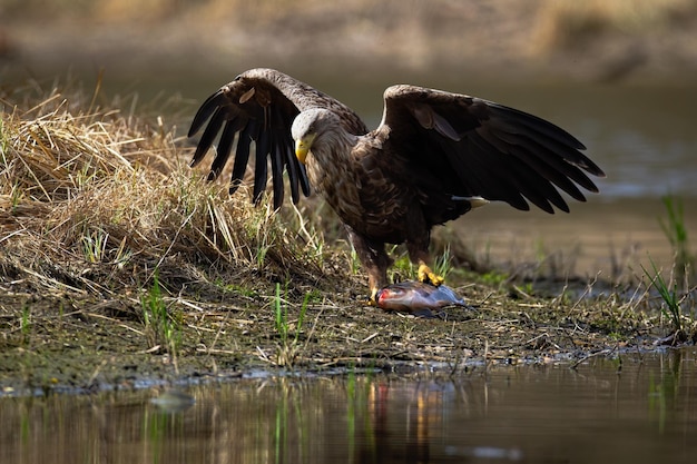 Seeadler zieht nach erfolgreicher Jagd einen Fisch aus dem Wasser