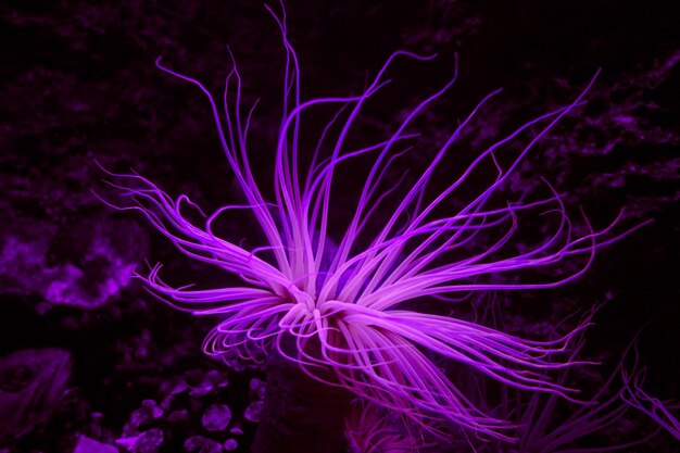 Seeanemone an einem tropischen Korallenriff
