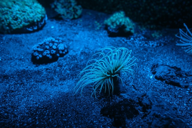 Foto seeanemone auf einem tropischen korallenriff