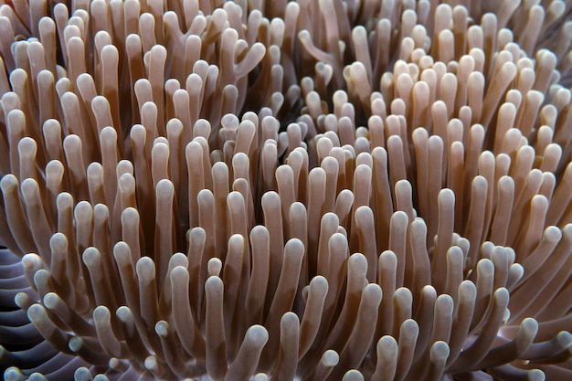 Seeanemone. Unterwasserwelt von Bali.