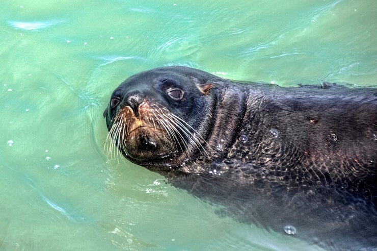 Foto seebär. kaikoura. neuseeland