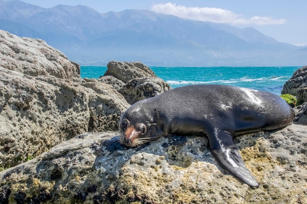 Seebär. Kaikoura. Neuseeland