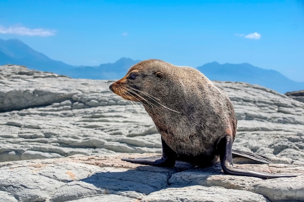 Seebär. Kaikoura. Neuseeland