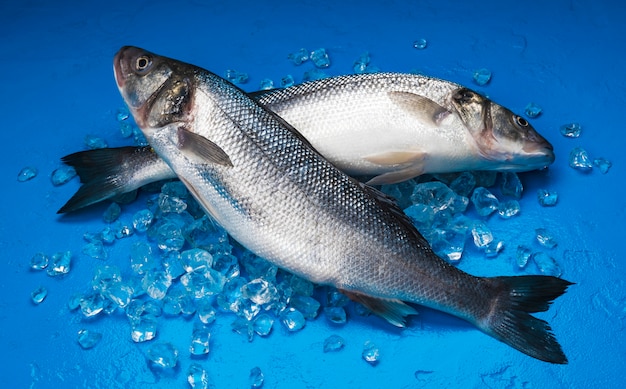 Seebarschfisch auf Eis auf Blau