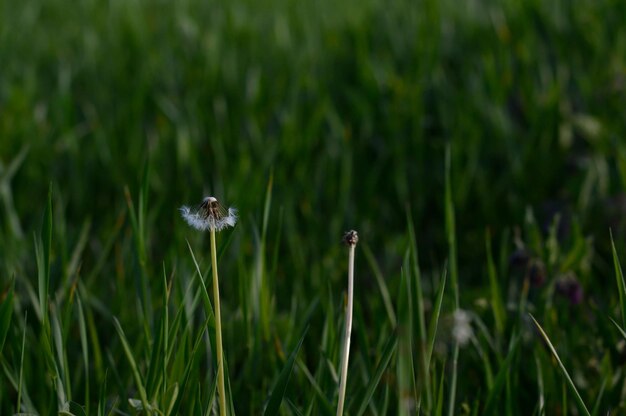 Seedhead eines Löwenzahns im Frühjahr