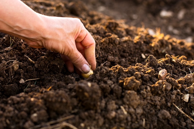 Seeding Frühlingszwiebel