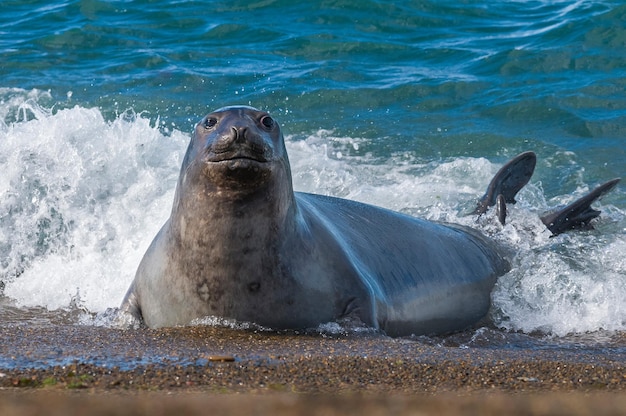 Seeelefant, Halbinsel Valdes, Patagonien, Argentinien