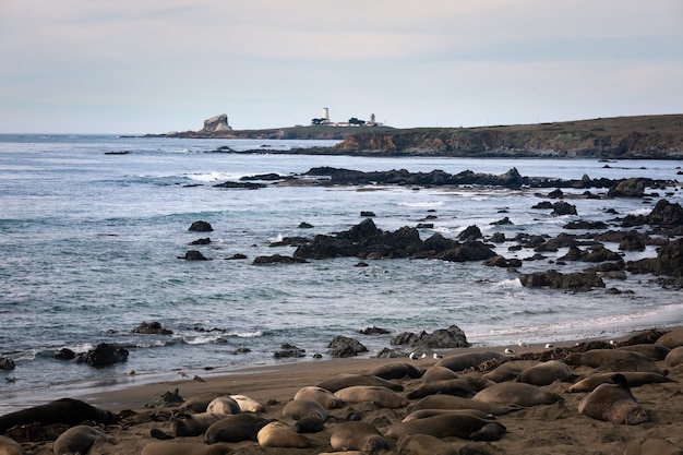 Seeelefanten im Piedras Blancas State Park neben dem BIg Sur Highway, Kalifornien