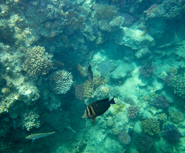 Seefisch in der Nähe von Korallen Unterwasser Sommer Hintergrund