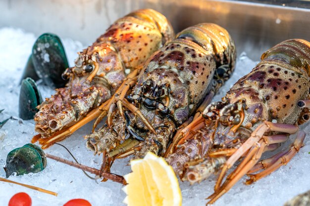 Seefrischer Hummer am Straßenmarkt in Thailand. Meeresfrüchte-Konzept. Roher Hummer zum Kochen, Nahaufnahme