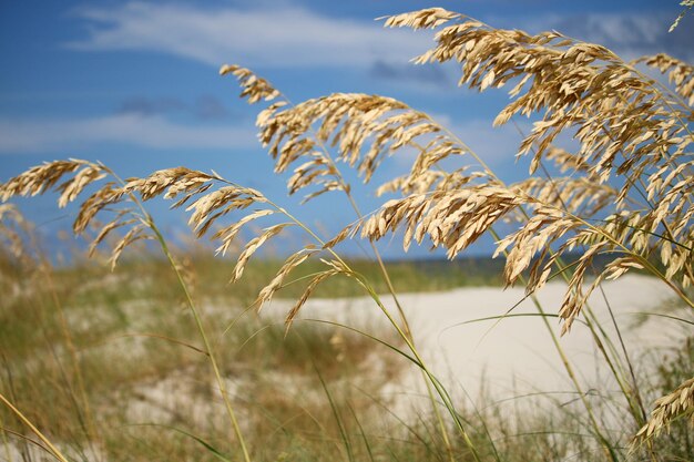 Foto seehafer-strandszene