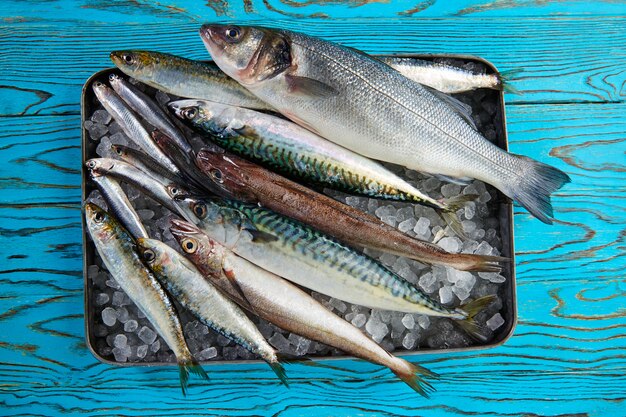 Seehecht-Seebarschsardinen-Makrelen-Sardellen der frischen Fische