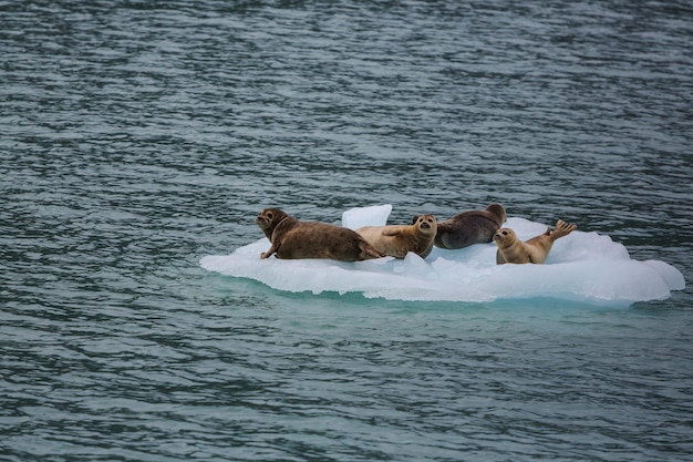 Seehund in Alaska