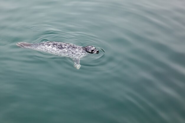 Seehund (Phoca vitulina)