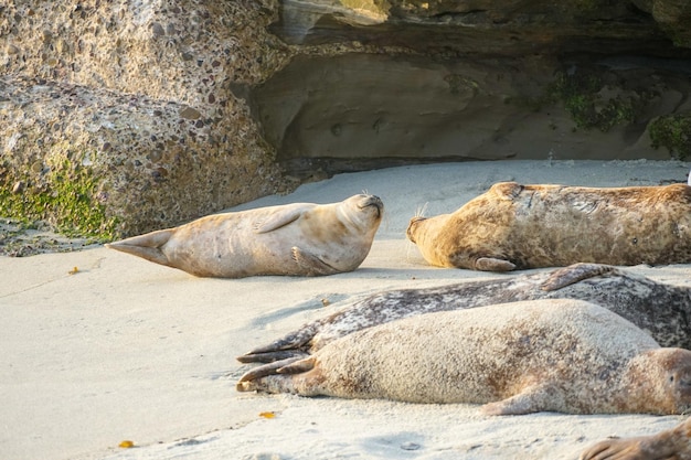 Seehunde am Strand von Pebble Beach