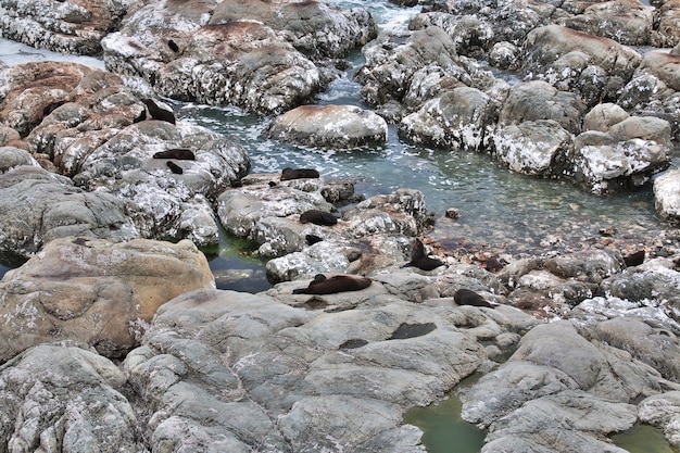 Seehunde im Pazifik, Kaikoura, Neuseeland