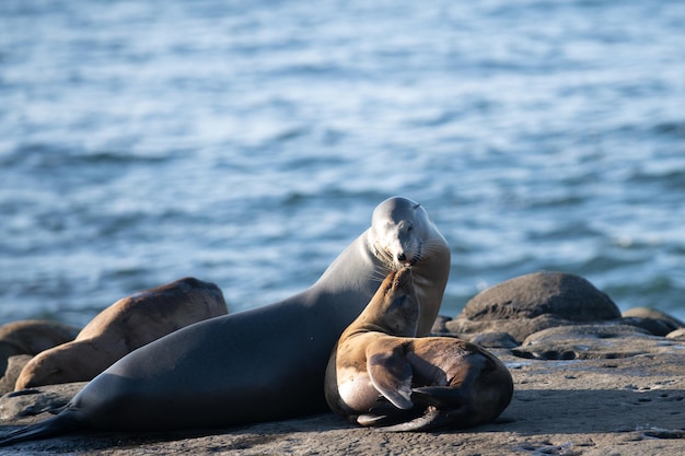 Seehunde Robben auf den Felsen Seelöwen auf der Klippe von La Jolla Cove in San Diego Kalifornien