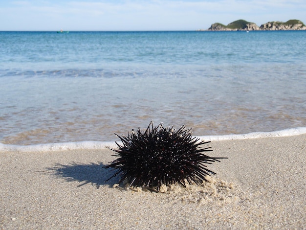 Seeigel am Strand des japanischen Meeres in der Nähe von Vrangel, Primorsky Krai, Russland.