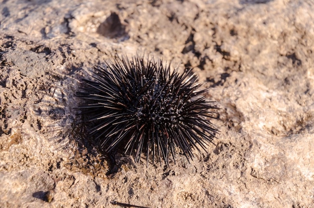 Seeigel auf Felsen nahe Ozean-Hintergrund