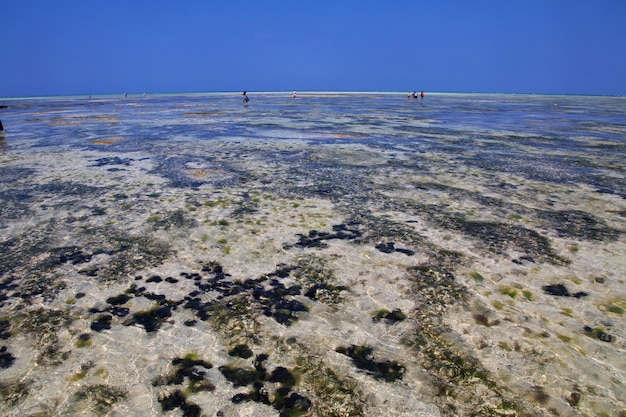 Seeigel bei ebbe auf sansibar, der indische ozean