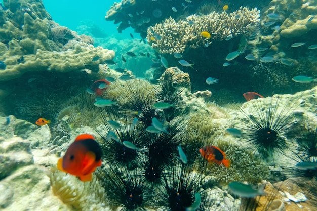 Seeigel unter dem Meer in Myanmar