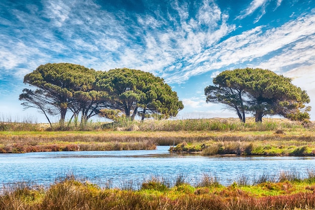 Seekiefern auf einem blauen Himmel mit Wolken im Nationalpark Stagno Longu