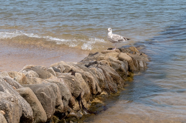 Seeküstenvogel auf Ohren von Anti-Erosionsfelsen