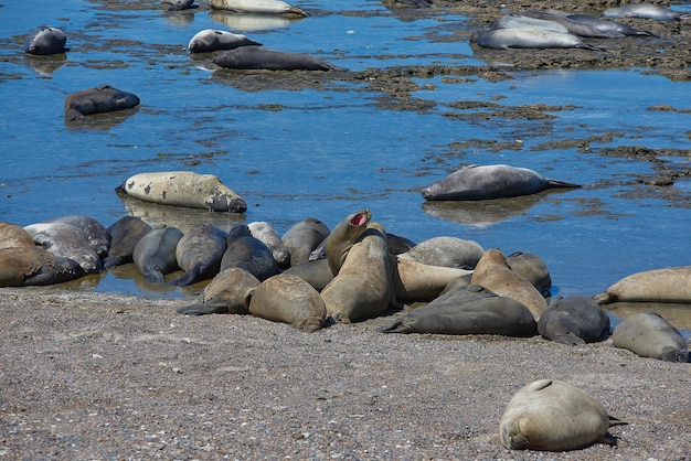 Seelefanten an der Küste von Puerto Piramides in Patagonien, Argentinien